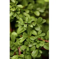 Pflanzen Für Dich Cotoneaster radicans Eichholz Kriechmispel, immergrün, ca.