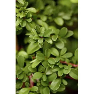 Pflanzen Für Dich Cotoneaster radicans Eichholz Kriechmispel, immergrün, ca. 9x9 cm Topf