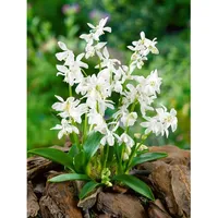 Pflanzen Für Dich Scilla siberica 'Alba', Blaustern, weiß, ca.