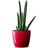 botle Blumentopf Pflanzkübel Pflanzgefäß Übertopf Kunststoff Glanz Rund Rot D 210 mm H 185 mm