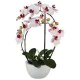 creativ-green Phalaenopsis 3D-print, rosa, Real Touch, Pflegeleicht Und Elegant