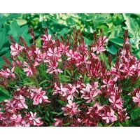 Pflanzen-für-dich.de Gaura lindheimerii 'Cherry Brandy' p 1