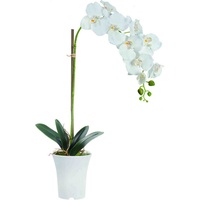Kunstpflanze Kunstblume Dekopflanze Orchidee 70 cm hoch Orchidee, B&S, Höhe 70 cm