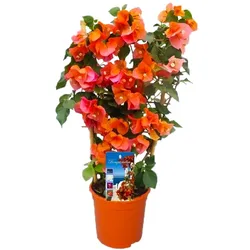 Plant in a Box - Bougainville - Bougainvillea 'Dania' - Höhe 50-60cm - Topf 17cm