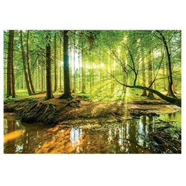 Fototapete Sonniger Wald (B x H: 254 cm, Papier)