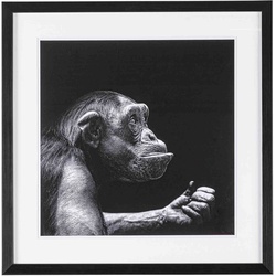 Bild Monkey, 50x50 cm