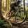 SR Suntour Dämpfer RS21 EDGE Plus 2CR 185 x 55mm Trunnion