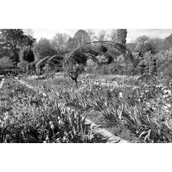 Fototapete PAPERMOON "Garten Schwarz & Weiß", schwarz (schwarz, weiß), B:3,50m L:2,60m, Vlies, Tapeten