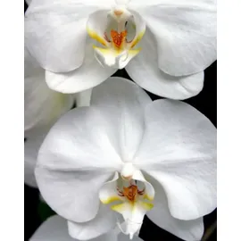 YODEYMA Harpina Eau de Parfum 15 ml