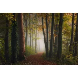 Fototapete PAPERMOON "Photo-Art YE, BUNTE WALD DES HERBSTES", bunt, B:4,00m L:2,60m, Vlies, Tapeten
