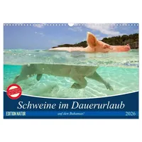 Calvendo Schweine im Dauerurlaub auf den Bahamas! (Wandkalender 2026