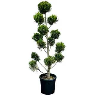 Tropictrees - Cupressocyparis Leylandii - Pon Pon 155 cm - Kugelzypresse - Zypresse - Zierpflanze - Gartenpflanze - Immergrün - Leylandii - Winterhart - Blickfang