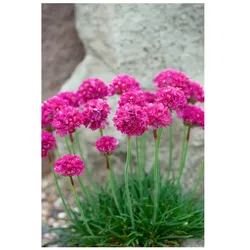 Armeria maritima 'Düsseldorfer Stolz', Grasnelke, rosa, ca. 9x9 cm Topf
