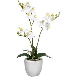 Gasper Mini Phalenopsis im Keramiktopf 35 cm Topfpflanze weiß