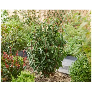 10 x Prunus lusitanica (Gehölz/Heckenpflanze/Winterhart/Mehrjährig/Immergrün) Portugiesischer Kirschlorbeer - Robuster Sichtschutz mit mediterranem Touch - von Stauden Gänge