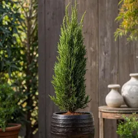 Plant in a Box - Cupressus sempervirens - Höhe 70-80cm - Topf 19cm