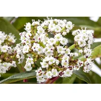 Pflanzen Für Dich Viburnum davidii, Immergrüner Schneeball, 25–30 cm