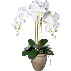 Kunstorchidee CREATIV GREEN "Orchidee Phalaenopsis", weiß, H:75cm, Kunstpflanzen, mit traumhaft schönen Blüten