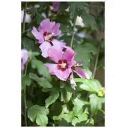 Hibiscus syriacus 'Woodbridge', Roseneibisch, rosa Blüten, 80–100 cm