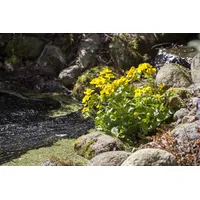 Pflanzen Für Dich Caltha palustris, Sumpfdotterblume, ca. 9x9 cm