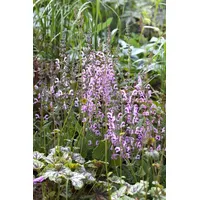 Pflanzen Für Dich Salvia pratensis 'Rhapsody in Blue' R