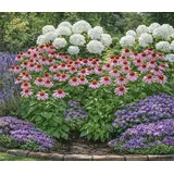 Dehner Bio Stauden-Set 12-teilig, Rosa, Weiß