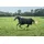 Bucas Irish Turnout 0g Regendecke 165 cm Schwarz/Gold