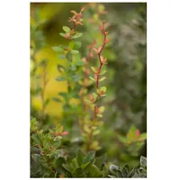 Pflanzen Für Dich Berberis buxifolia 'Nana', Polster-Berberitze, kompakt, 25–30