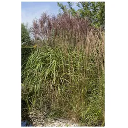 Phragmites australis, Schilfrohr, ca. 9x9 cm Topf