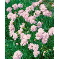 Pflanzen Für Dich Dianthus plumarius 'Altrosa', Federnelke, zartrosa, ca.