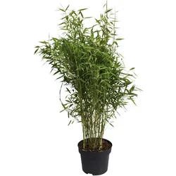 Gartenbambus, murielae Fargesia »Panda«, Pflanzenhöhe: 80-100 cm, dunkelgrün