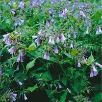 Pflanzen Für Dich Symphytum grandiflorum 'Blaue Glocken', Beinwell, ca.