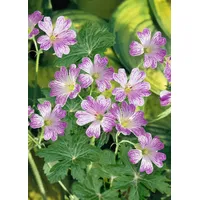 Pflanzen Für Dich Geranium versicolor, Storchschnabel, weiß-rosa, ca. 9x9
