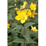 Pflanzen Für Dich Hypericum Moserianum Johanniskraut 20-30 cm