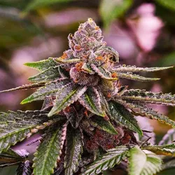 Girl Scout Cookies Auto Cannabissamen 3 Stück