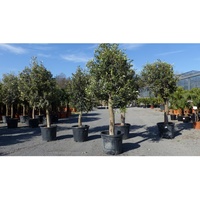 Grünwaren Olivenbaum Olive '20 Jahre' beste Qualität, winterhart, Olea