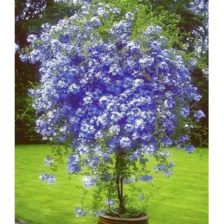 BALDUR Garten Zierstrauch Stämmchen 'Plumbago', im 1,5-Liter Topf, 1 St., Auriculata, pflegeleicht, kübelgeeignet blau