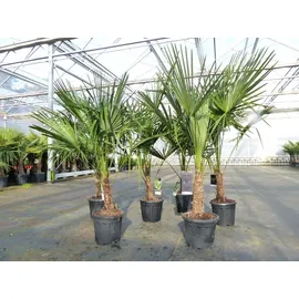 grünwaren Trachycarpus fortunei 140 - 170 cm Palme Hanfpalme, winterhart bis -18°C