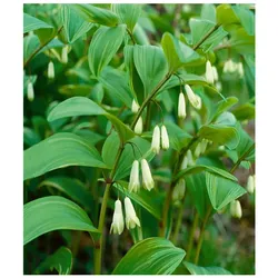Polygonatum x hybridum 'Weihenstephan', Salomonssiegel, ca. 9x9 cm Topf