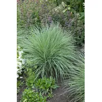 Pflanzen Für Dich Schizachyrium scoparium 'Prairie Blues', Blaugras, ca.