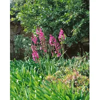 Pflanzen Für Dich Gladiolus palustris Sumpf-Gladiole, ca. 9x9 cm