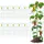 Vevor Tomatenkäfige, 30 x 30 x 117 cm, 10er-Set quadratische Pflanzenstützkäfige, robuste, grüne Tomatentürme aus PVC-beschichtetem Stahl zum Klettern von Gemüse, Pflanzen, Blumen und Früchten