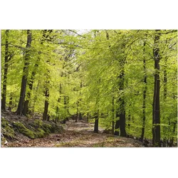 Artland Wandbild »Die Buchen im Frühling«, Wald, (1 St.), als Alubild, Outdoorbild, Leinwandbild, Poster, Wandaufkleber Artland Farbe Bild(er): grün