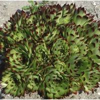 Pflanzen Für Dich Sempervivum x cult.'Reinhard', Hauswurz, ca. 9x9