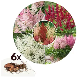 Plant in a Box - Prachtspiere - 6 Stk - Astilbe - Rhizome - Mehrfarbig