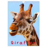 Calvendo Giraffen (Wandkalender 2026 DIN A4 hoch), CALVENDO Monatskalender