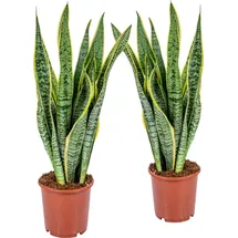 Blumen-Senf 2 Stück Sansevieria Laurentii 50-60 cm) Bogenhanf bessere Raumluft, Zimmerpflanze