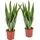 Blumen-Senf 2 Stück Sansevieria Laurentii 50-60 cm) Bogenhanf bessere Raumluft, Zimmerpflanze