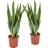 Blumen-Senf 2 Stück Sansevieria Laurentii 50-60 cm) Bogenhanf bessere Raumluft, Zimmerpflanze