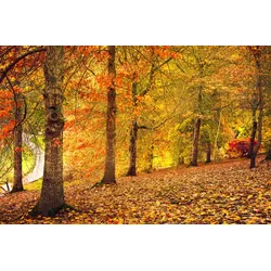 Fototapete PAPERMOON "Herbstwald", bunt, B:4,50m L:2,80m, Vlies, Tapeten